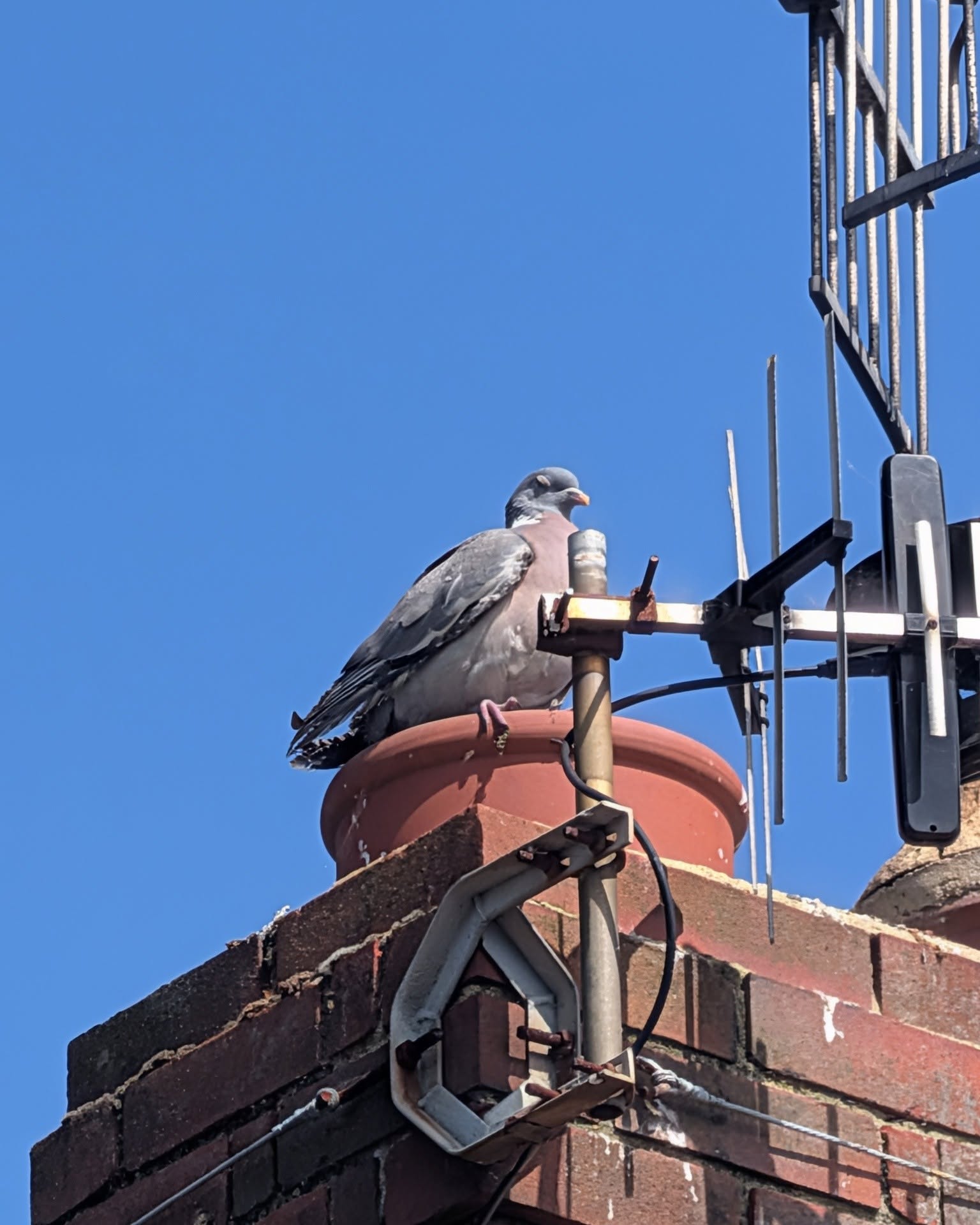Bird Guard or Cowl Project 4 completed by Pete The Sweep in Sussex